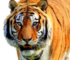 tigers stripes on their skin