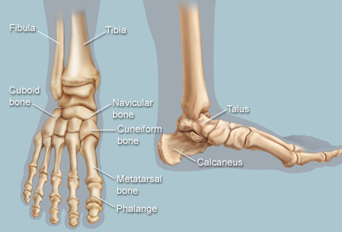 quarter of bones in feet
