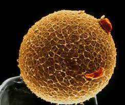Smallest And Largest Human Cell