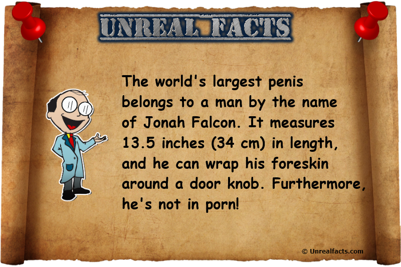 penis facts