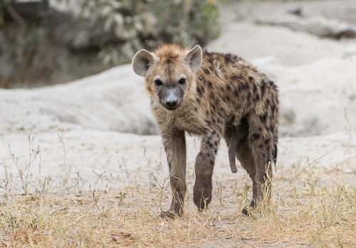 Female Spotted Hyena Has A Pseudo-wiener