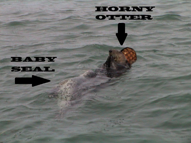 sea otters rape