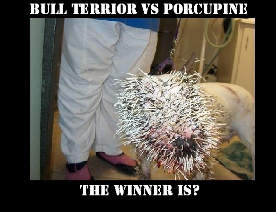 HOW MANY quills DOES A PORCUPINE HAVE