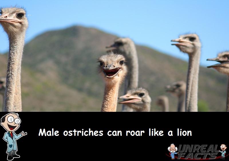 male ostrich roar