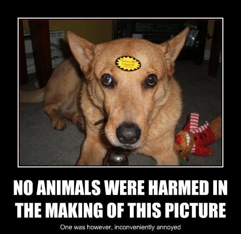 No Animals Were Harmed