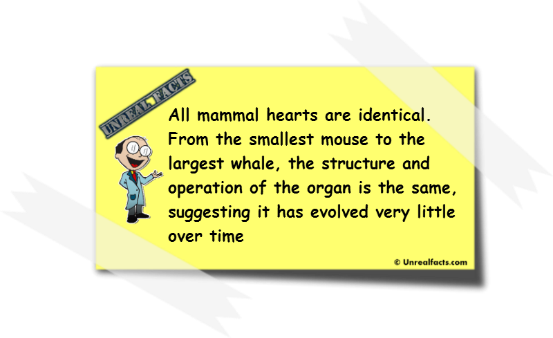 mammal heart facts