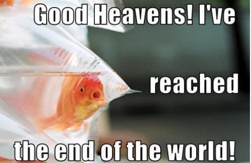 oldest goldfish ever