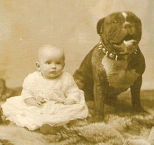 pitbull nanny dog myth