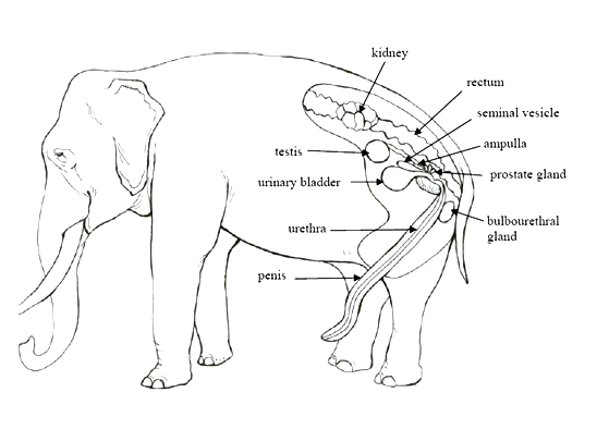 elephant scrotum