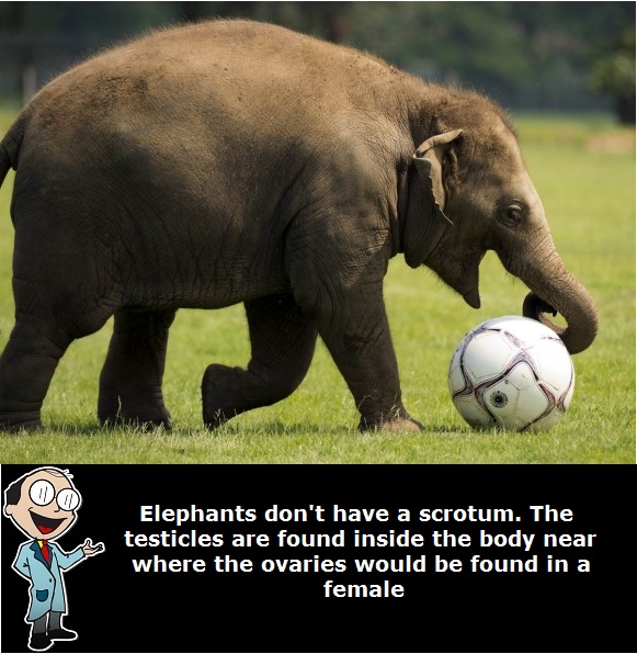 elephant Ball bag