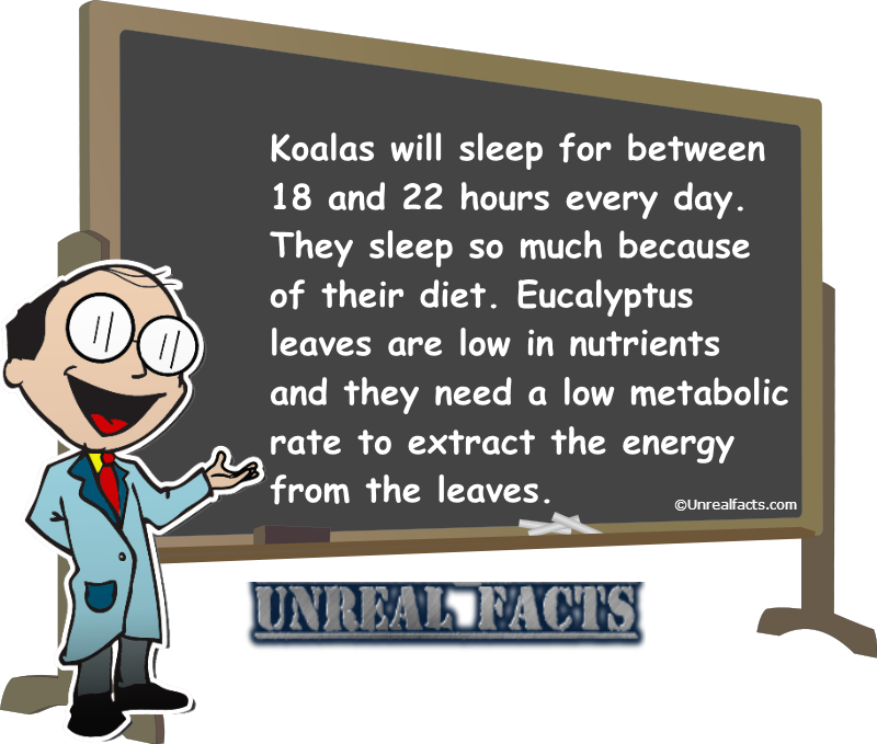 how long do koalas sleep