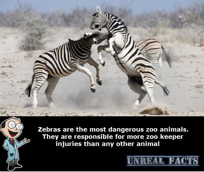 most dangerous zoo animal zebra