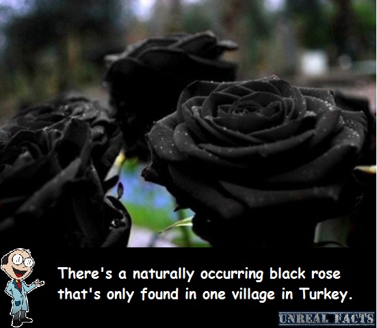 black rose halfeti