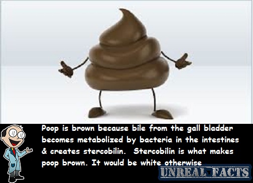 why is poop brown