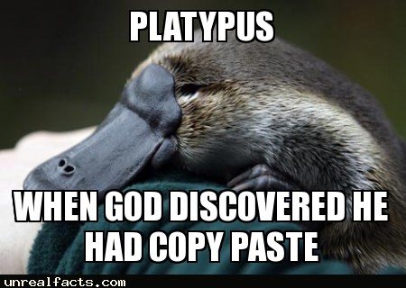 platypus don't have stomachs