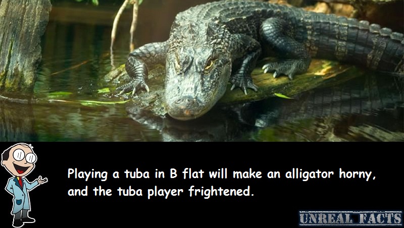 alligators respond to b flat