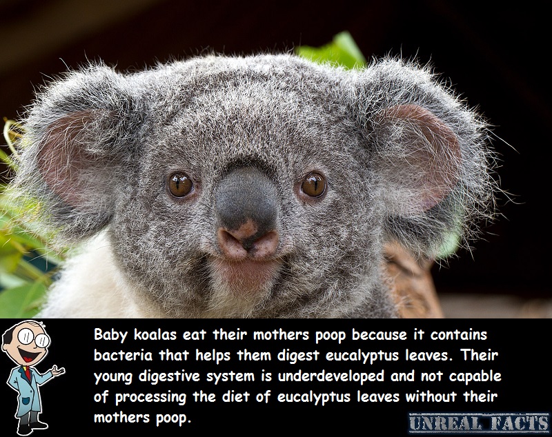 baby koala eating moms poop
