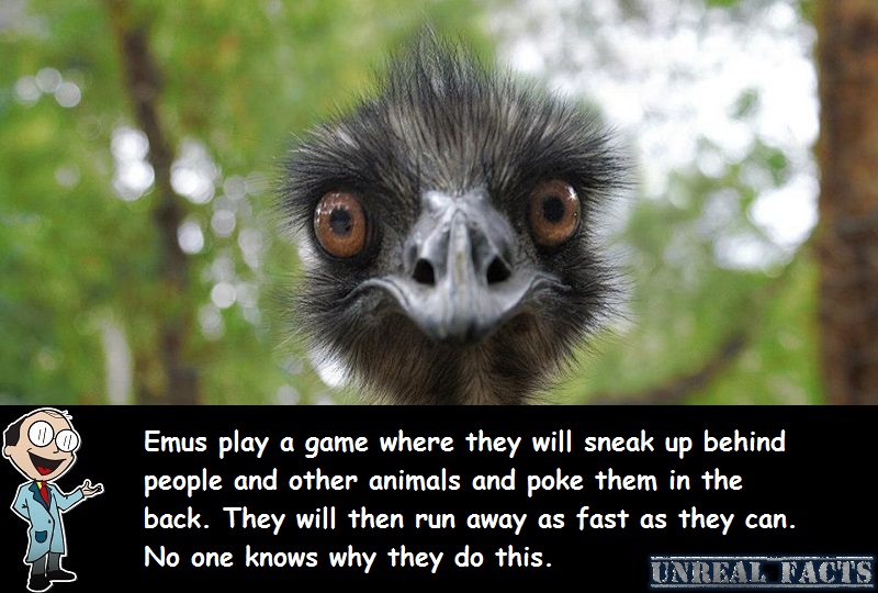 emu poke people