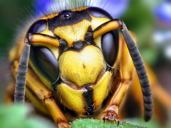 bees have 5 eyes