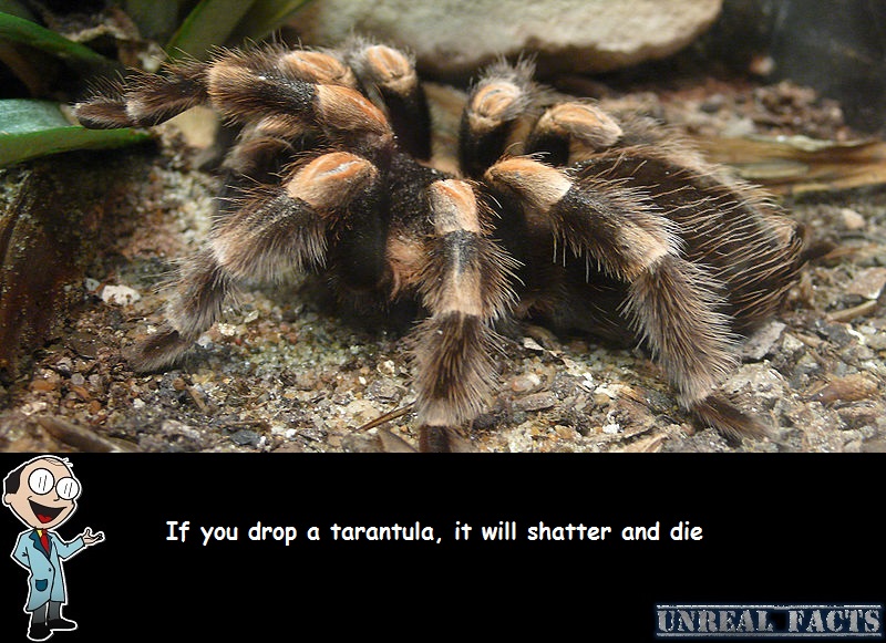 happens you drop tarantula