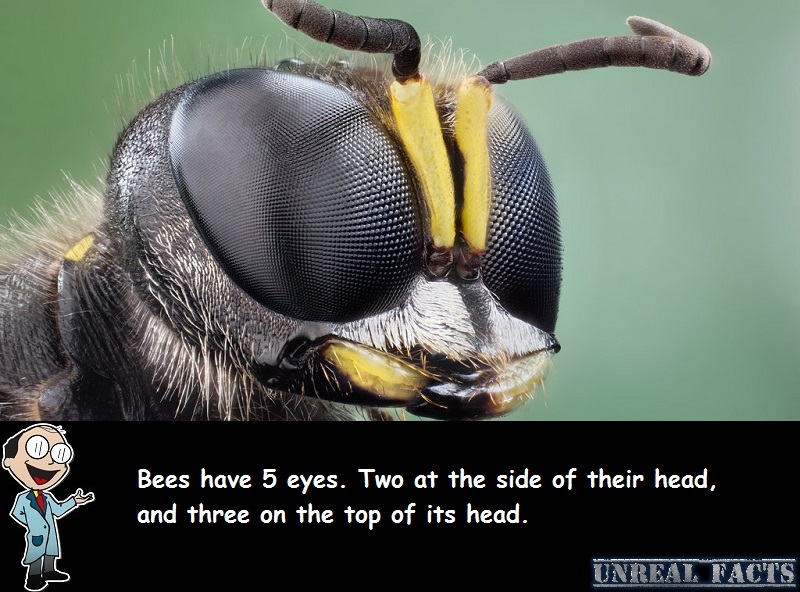how many eyes do bees have