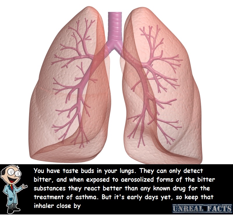 lungs taste buds