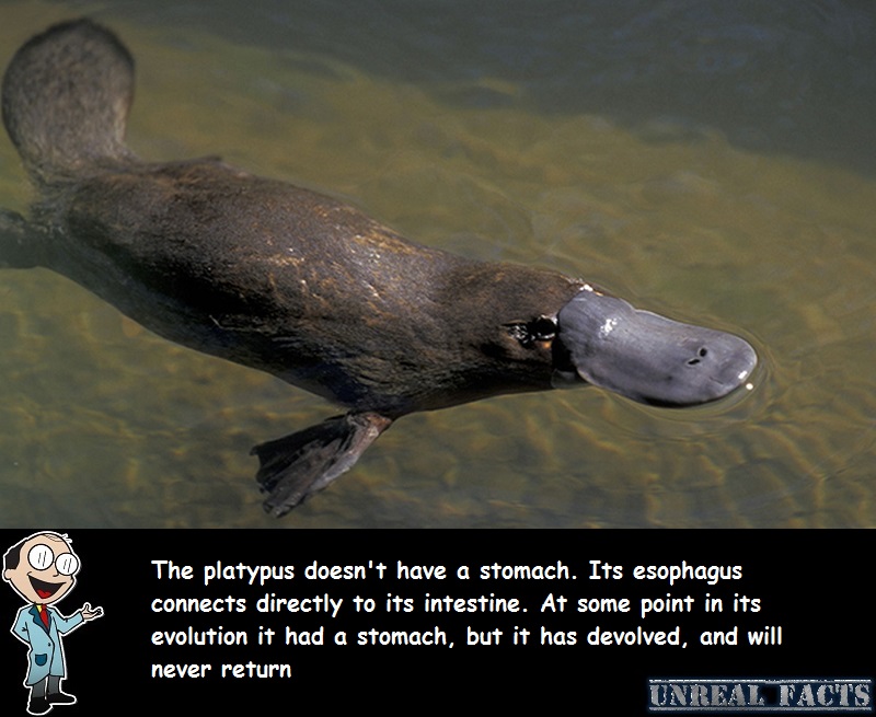 platypus has no stomach