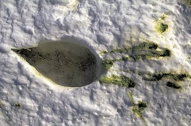 Penguin Poo Can Be Seen From Space