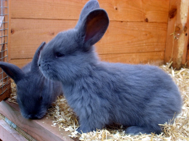 blue rabbits