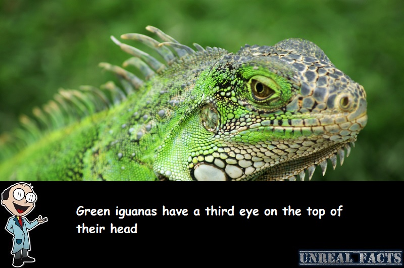 iguana third eye use