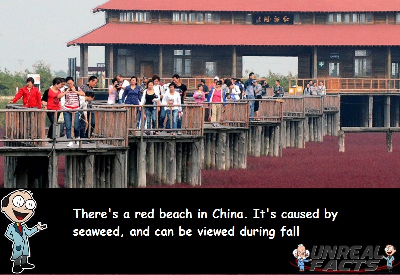 red beach china