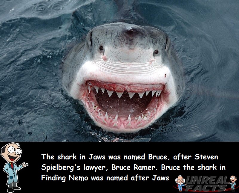 why jaws shark named bruce