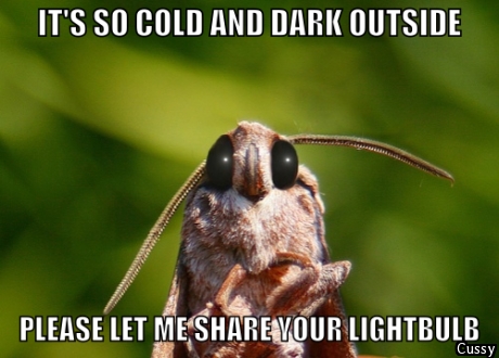 Adult Luna Moths Have No Mouth