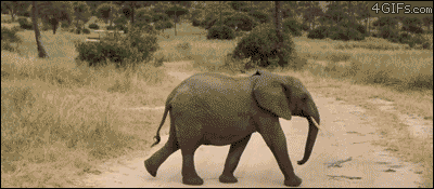 main cause of elephant deaths