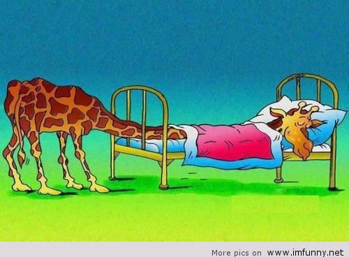 how long do giraffes sleep a day