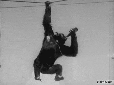 Chimp In Russia Had To Go Into Rehab