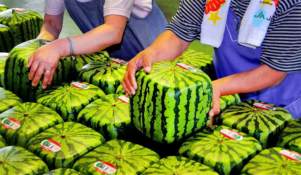 square-watermelon japan