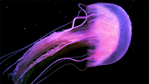 Jellyfish Caused A Major Blackout In 1999