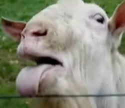 goat-lick