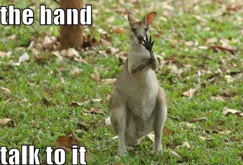 kangaroos left handed
