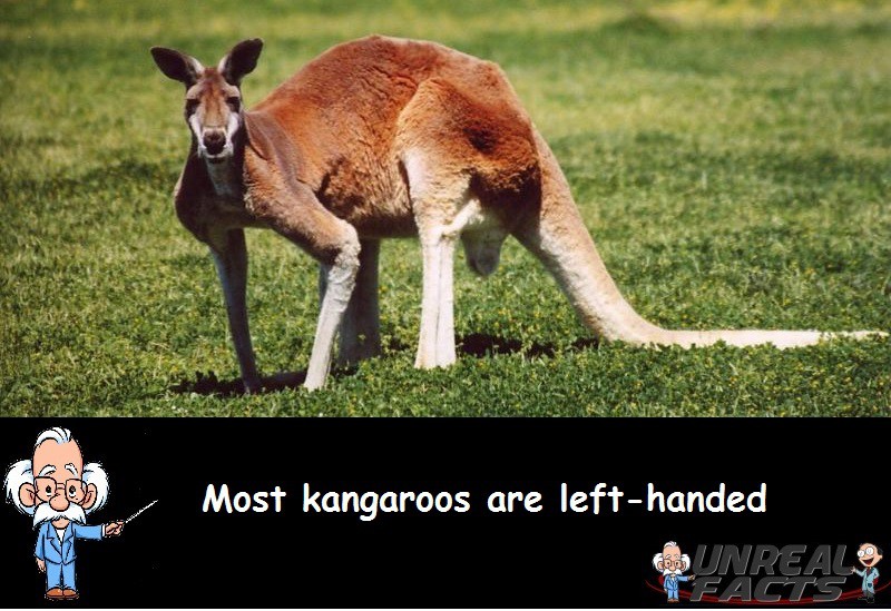 Most Kangaroos Left Handed