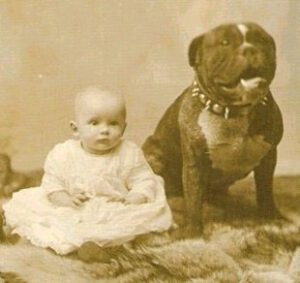 The Pitbull Nanny Dog Myth