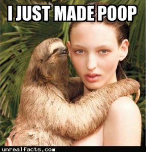 Sloths Poop Once A Week On The Ground And Is A Cause For Half Of All Sloth Deaths