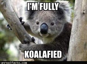 Baby Koalas Eat Poop