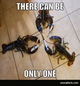 Lobsters Aren't Immortal, Not Even Close