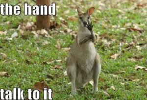 Most Kangaroos Are Left Handed