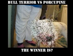 How Many Quills Does A Porcupine Have?