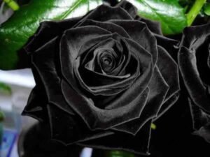The Black Rose Of Halfeti Is So Rare It Only Grows In One Region Of Turkey