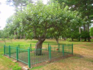 Sir Isaac Newton's Apple Tree is Still Alive and Growing Today