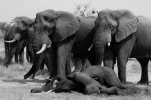 Do Elephants Stand After Death?